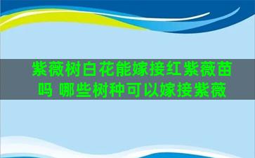 紫薇树白花能嫁接红紫薇苗吗 哪些树种可以嫁接紫薇